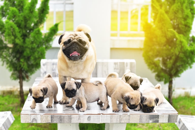 Cute brown pug puppies playing with mother