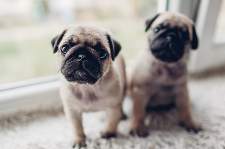 Two adorable pug puppies sitting on a window sill