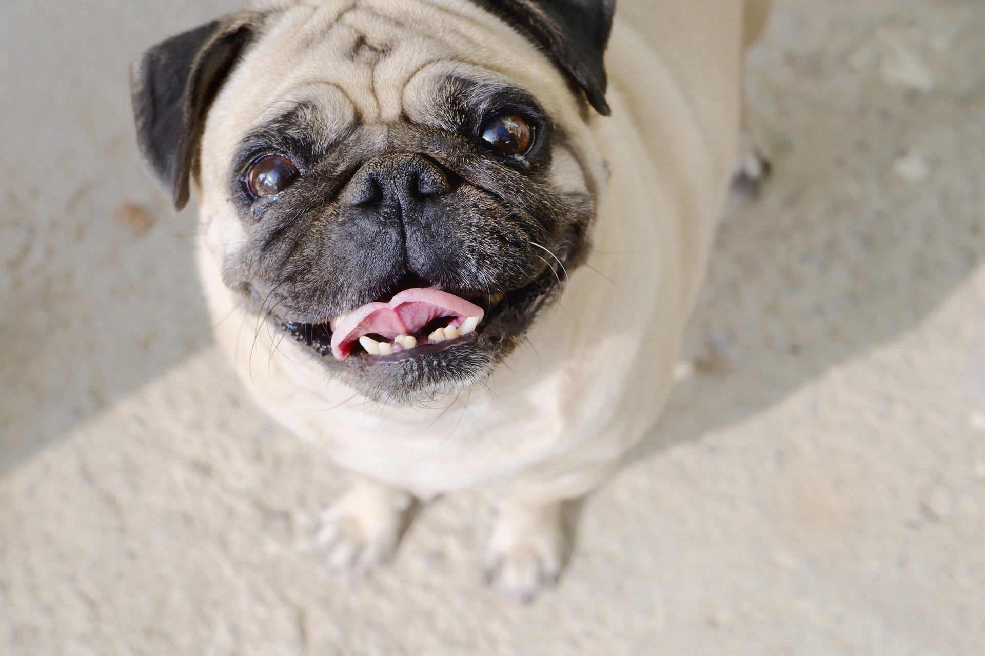 Beautiful pug dog portrait