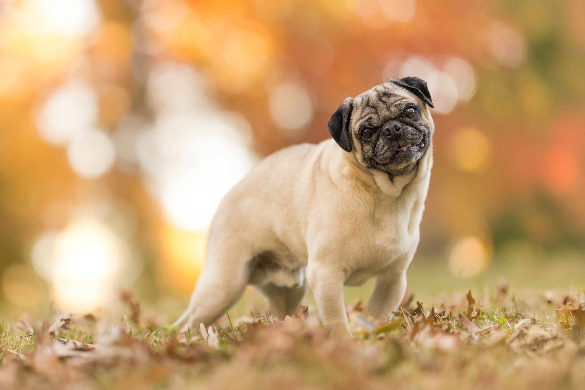 Adorable pug puppy with autumn foliage