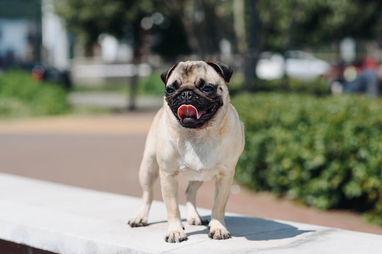 Cream colored pug walking on green grass