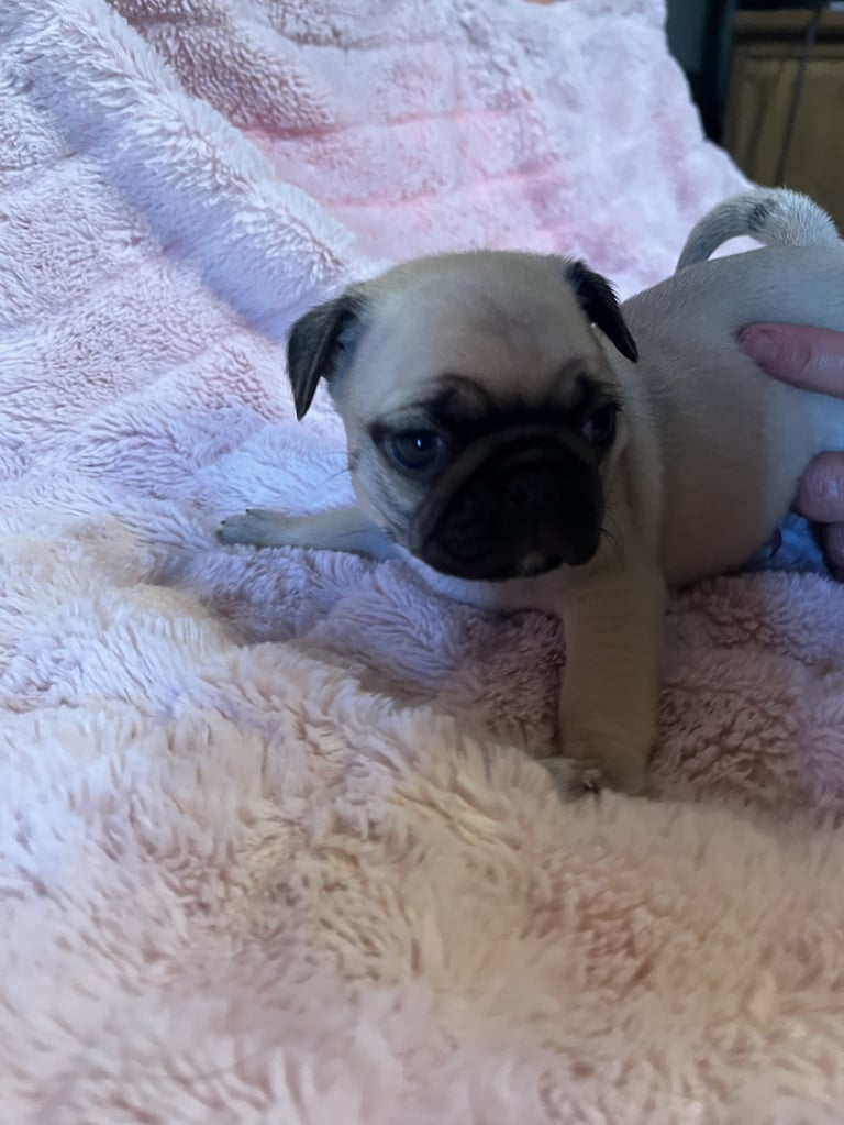 A cream-colored pug with a black face mask rests on pink and white towels, looking at the camera