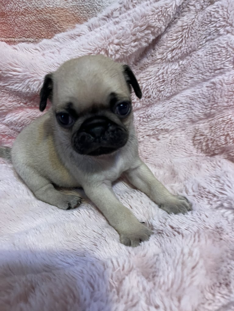 A cute fawn-colored pug puppy with a black face sitting on soft pink towels, looking at the camera