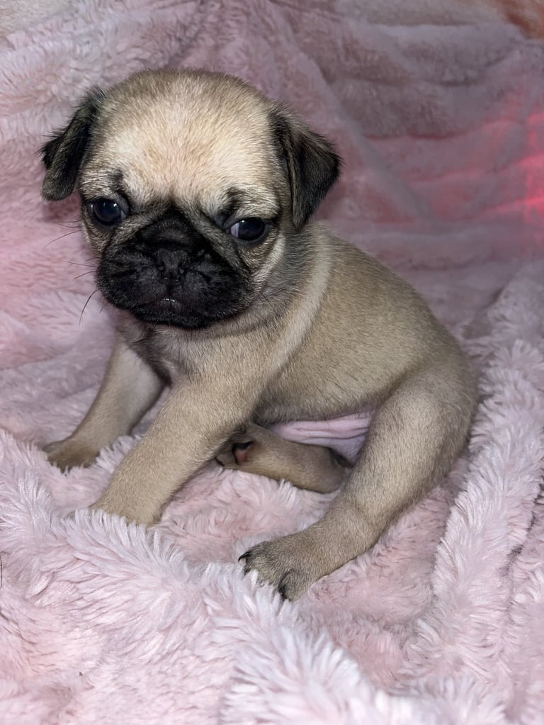 A young pug puppy with cream and black coloring lying on a pink fuzzy blanket, looking at the camera