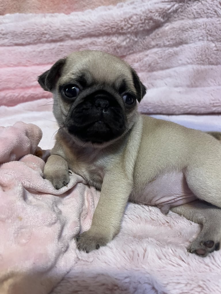 A young pug puppy with a cream and black face lying on pink blankets, looking at the camera