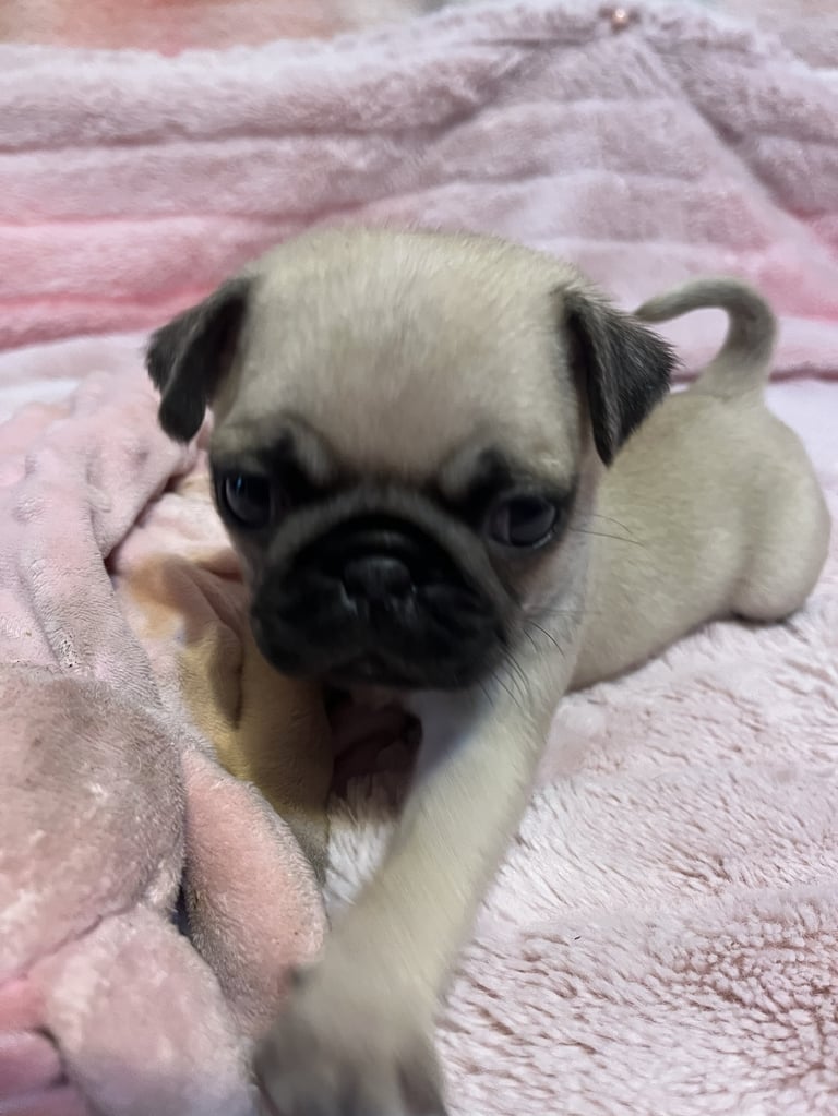 A small pug with a cream and black coat lying on pink bedding, looking directly at the camera