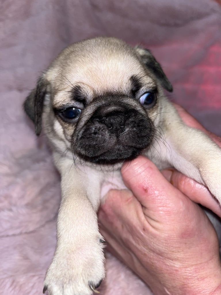 Close-up of a fawn pug with a black face being held in someones hands against a pink fabric background