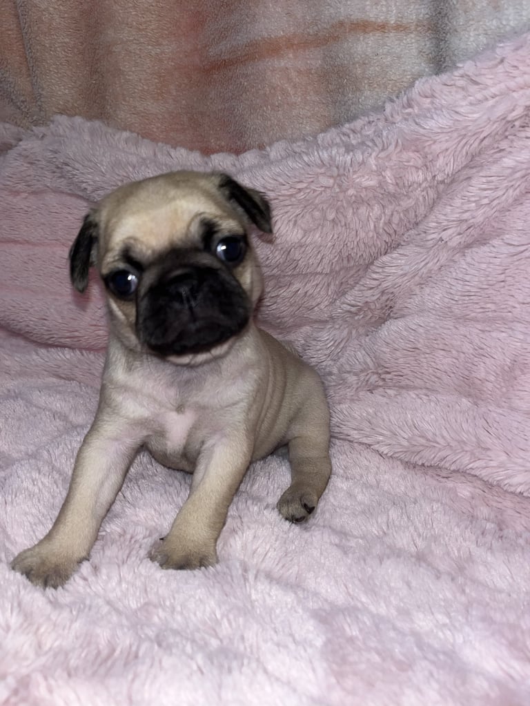 Fawn-colored pug puppy with black facial markings lying on pink plush blankets, looking at camera