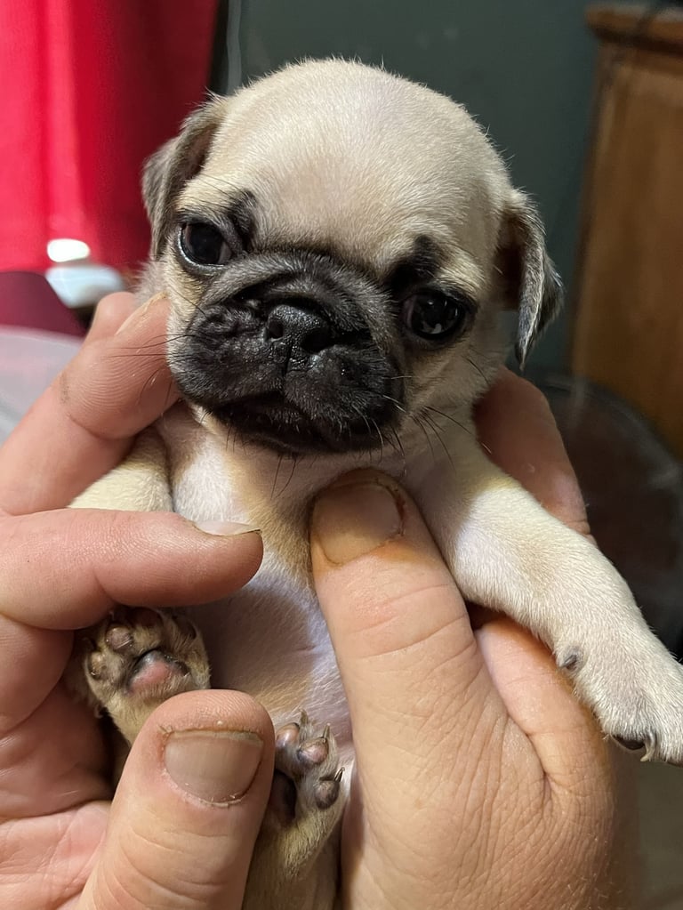 A small cream and black pug puppy being held in someones hands, looking directly at the camera with a curious expression