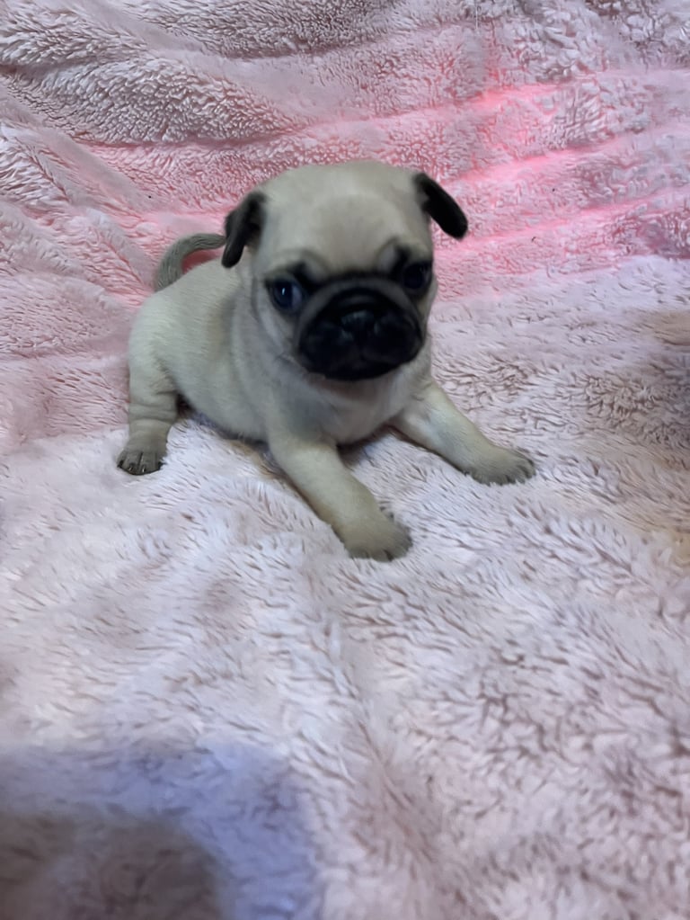 Fawn pug with black facial markings lying on pink and white textured blankets, looking at camera
